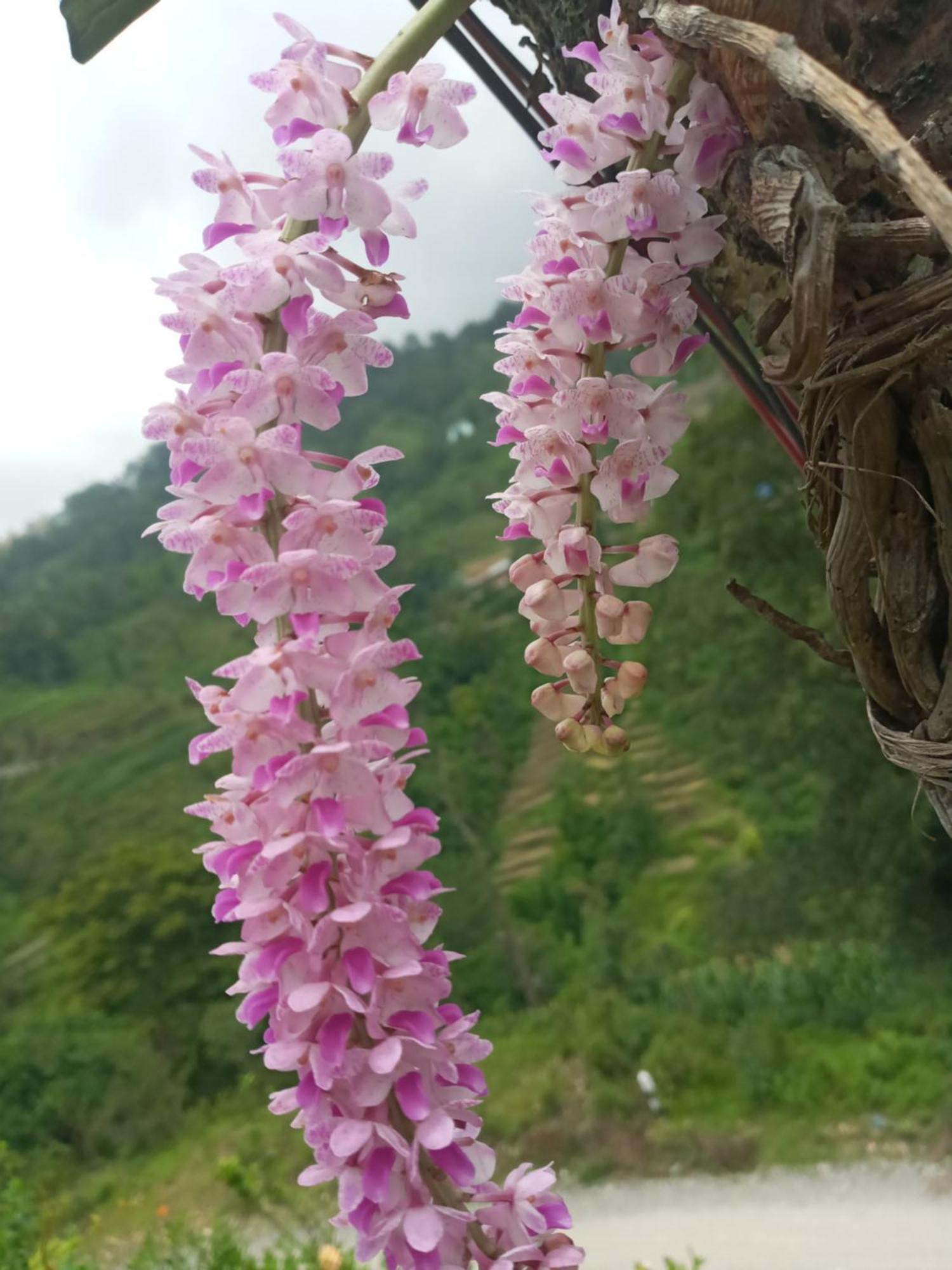 Unique Point Home Stay Nagarkot Exterior foto